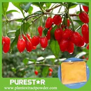 goji berry powder,wolfberry extract 