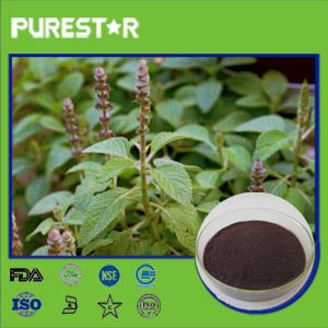 Coleus Forskohlii Extract Forskolin