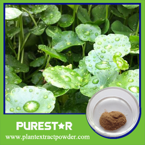 Centella Extract/Gotu Kola Extract 