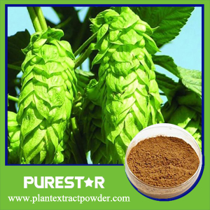 Hops Flower Extract Xanthohumol