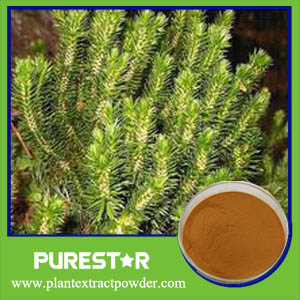 Huperzia Serrata Extract,Huperzine A