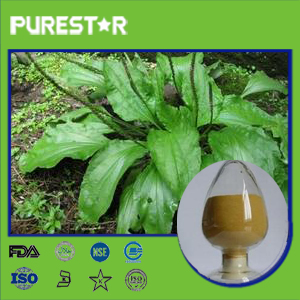 Asiatic Plantain Extract