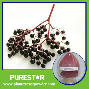 Elderberry Extract,Anthocyanidins